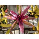 Neoregelia Candy Crush