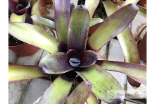 Neoregelia Midnight Dung
