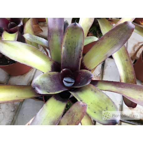 Neoregelia Midnight Dung