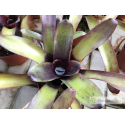 Neoregelia Midnight Dung
