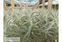 Tillandsia albida L