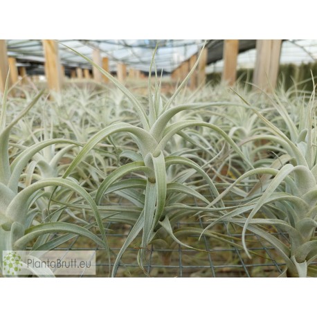 Tillandsia albida L