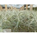 Tillandsia albida L