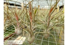 Tillandsia butzii blanca (Hibrido)