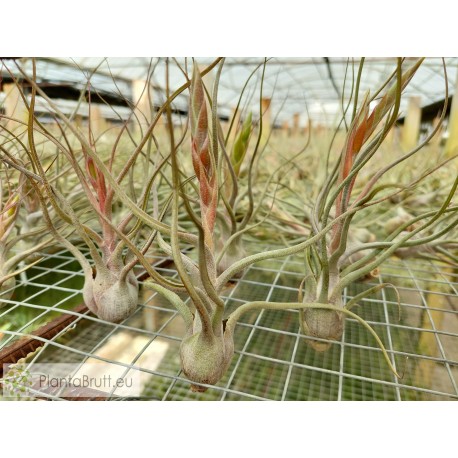 Tillandsia butzii blanca