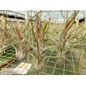 Tillandsia butzii blanca (Hibrido)