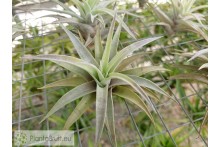 Tillandsia hondurensis