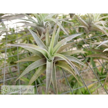 Tillandsia hondurensis