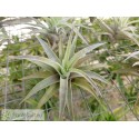 Tillandsia hondurensis
