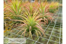 Tillandsia ionantha var. maxima