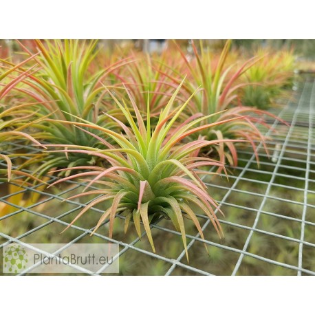 Tillandsia ionantha var. ionantha