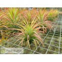 Tillandsia ionantha var. maxima