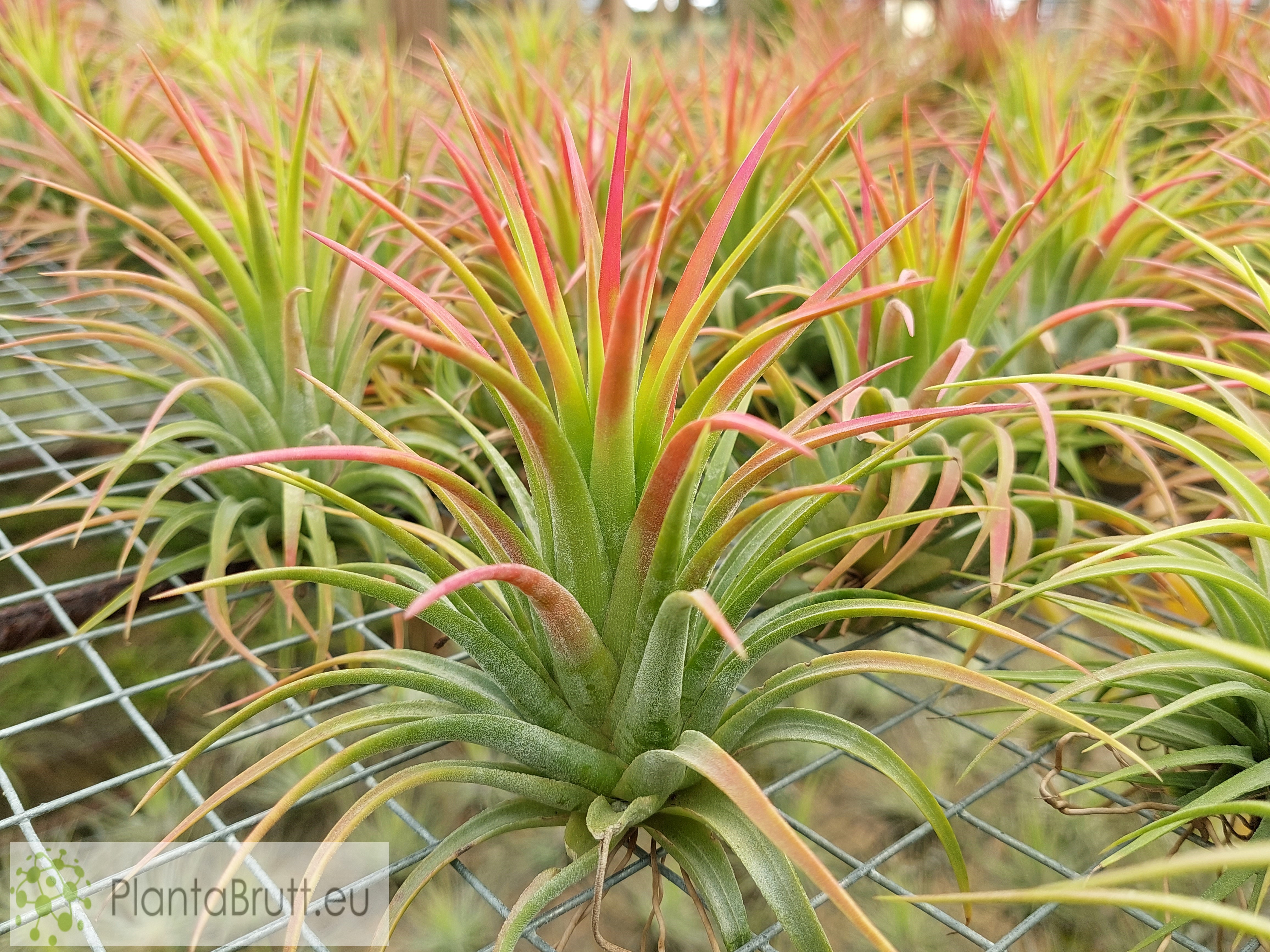Tillandsia ionantha var. L | Tillandsias - Buy Online