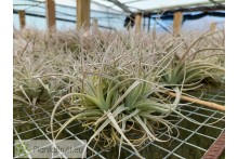 Tillandsia leonamiana L