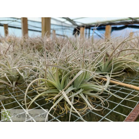 Tillandsia leonamiana L