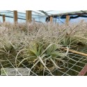 Tillandsia leonamiana L