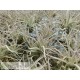 Tillandsia leonamiana M