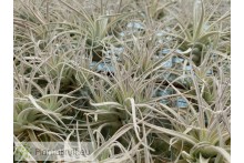 Tillandsia leonamiana M