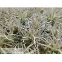 Tillandsia leonamiana M