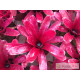 Neoregelia Super Fireball