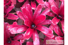 Neoregelia Super Fireball