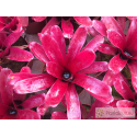 Neoregelia Super Fireball
