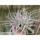 Tillandsia leonamiana XL