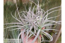 Tillandsia leonamiana XL