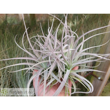 Tillandsia leonamiana XL