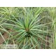Tillandsia scaposa x rodrigueziana