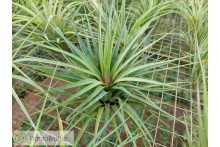 Tillandsia scaposa x rodrigueziana