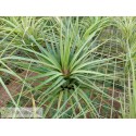 Tillandsia scaposa x rodrigueziana