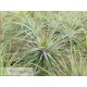 Tillandsia stricta (Petropolis)