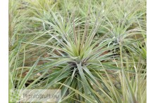Tillandsia stricta (Petropolis)