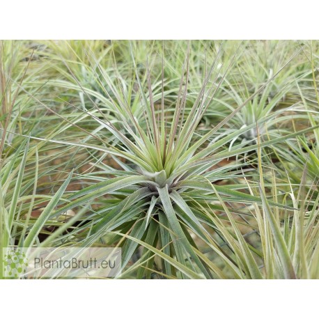Tillandsia stricta (Petropolis)