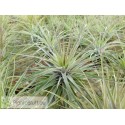 Tillandsia stricta (Petropolis)