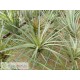 Tillandsia vernicosa