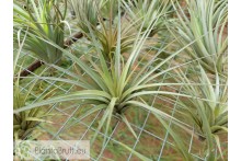 Tillandsia vernicosa