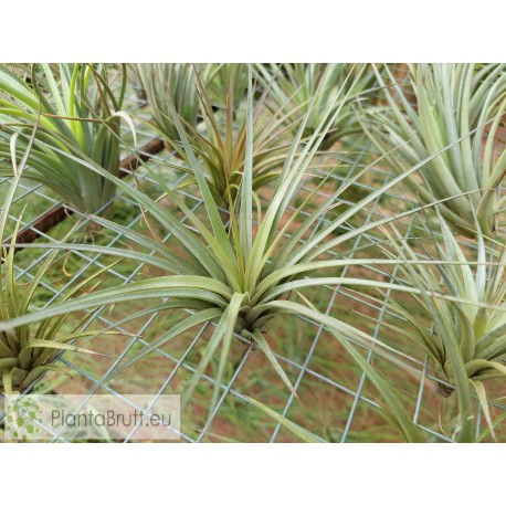 Tillandsia vernicosa