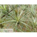 Tillandsia vernicosa