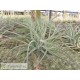 Tillandsia Veronica's Mariposa