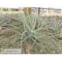 Tillandsia Veronica's Mariposa