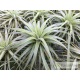 Tillandsia espinosae (Vriesea)