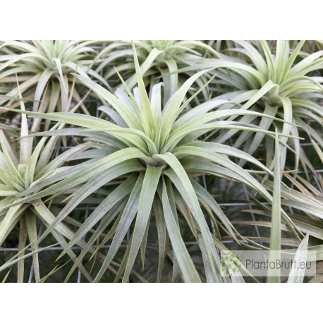 Tillandsia espinosae (Vriesea)