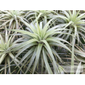 Tillandsia espinosae (Vriesea)