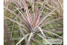 Tillandsia kammii