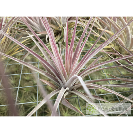Tillandsia kammii