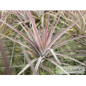 Tillandsia kammii