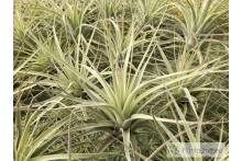 Tillandsia cereicola (Vriesea) L