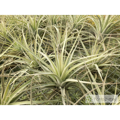 Tillandsia cereicola (Vriesea) L